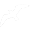 seagull
